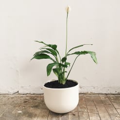 Spathiphyllum